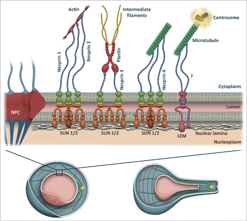 Figure 2. Nuclear envelope protein networks controlling nuclear positioning and sensing tension. Trimeric SUN-domain proteins in the INM associate with KASH-domains of nesprins embedded in the ONM and the nuclear lamina to form linker of nucleoskeleton and cytoskeleton (LINC) complexes. In the cytoplasm, nesprins bind a variety of cytoskeletal structures, including filamentous actin, intermediate filaments and microtubules. In addition, LEM-domain proteins are also involved in anchoring of centrosomes to the nuclear envelope via unknown cytoplasmic or ONM proteins [24, 86]. Together, these contacts serve as sensors and transducers of mechanical stimuli from the cytoskeleton to regulate gene transcription as well as to position the nucleus within the cell. The ratio of A- and B-type lamins in the nuclear lamina and phosphorylation of lamins controls nuclear envelope flexibility, which is important during cell migration and tissue deformation.