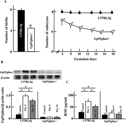 Figure 1. Effects of pregnancy on the disappearance of embryo and expression of gp91phox. The number of births and embryos (A), expression of gp91phox in the uterus (B), and the plasma levels of reactive oxygen species (ROS) (C) in graviditas C57BL/6j (control) and gp91phox−/- mice. Uterus samples were extracted on day 6 and 15 of gestation. The values are presented as the means ± SD of data from six animals. *p<0.05.