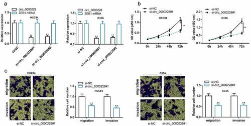 Figure 2. Knockdown of circ_0000228 remarkably impeded CC cell multiplication, migration, and invasion