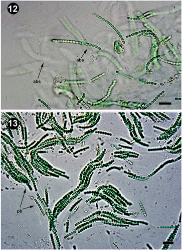 Figs 12, 13. Branched sheaths and pseudofilaments. Fig. 12. Details of the anastomotic branched sheaths in Pseudanabaena pruinosa NMCCC 001. Fig. 13. Details of pseudobranched filaments with characteristic tree-like spreading forming heteropolar thallus unit in Pseudanabaena pruinosa NMCCC 013. Arrows with labels: abs, anastomotic branched sheaths; pb, pseudobranching. Scale bar = 10 µm.