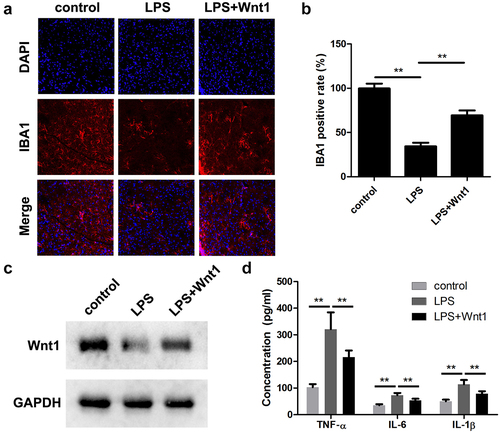 Figure 4. Wnt1 alleviates LPS-induced neonatal brain injuries. (a) The expression of IBA1 was detected using an immunofluorescence assay. (b) Quantification of A. (c) The protein expression of WNT1 was determined using a western blot. (d) The release of TNF-α, IL-6, and IL-1β. **P < 0.01, *** P < 0.001.