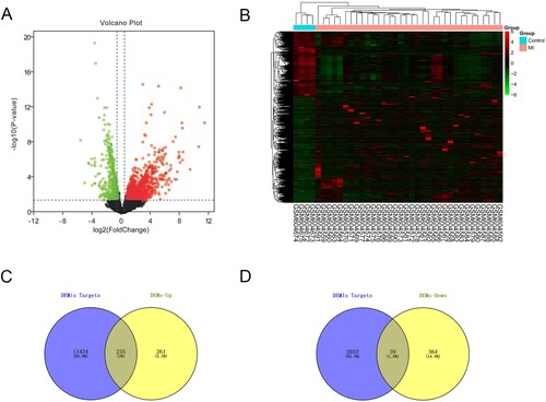 Figure 4. The screening results of DEMs. (A) Volcano plot of differentially expressed mRNAs (|log2FC| > 0.5, adjusted P < 0.05). (B) The differential expression heatmap of mRNAs. (C and D) Venn diagram was drawn to show the overlapping genes between up-/down-regulated miRNA targets and up-/down- regulated mRNAs.