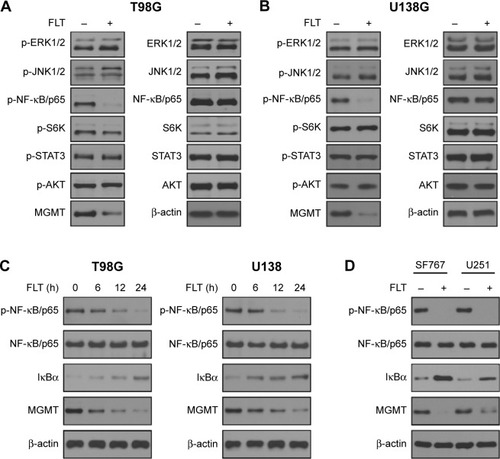 Figure 2 Fluoxetine disrupts NF-κB signaling in glioma cells.