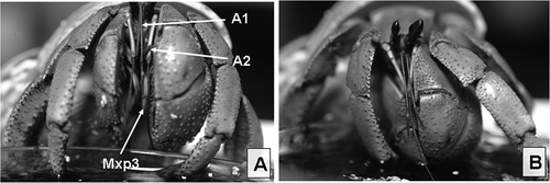 Figure 10. Coenobita violascens while (a) drinking and (b) refilling its shell.