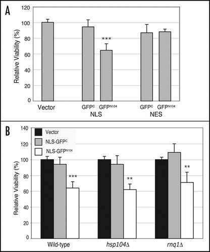 Figure 6 A nucleus-targeted GFPN104 results in decreased cell viability. Wild-type, hsp104Δ and rnq1Δ cells carrying the control vector or plasmids encoding galactose-inducible, NLS or NES-tagged GFPC and GFPN104 were grown to mid-log phase under repressed conditions. Cultures were diluted and ∼500 cells were plated on appropriate selective media containing either glucose (repressed) or galactose (induced) as the carbon source. The numbers of colonies were counted after 48-hour (glucose) or 96-hour (galactose) incubation at 30°C. Viability of cells bearing each plasmid was calculated as the quotient of the number of colonies on the galactose plate divided by the number of colonies on the glucose plate. For each strain, the viabilities of cells expressing GFPC and GFPN104 were normalized against the viability of cells harboring the vector alone, yielding the relative viability. (A) Comparison of viability between wild-type cells containing the vector control, the NLS-tagged GFPC and GFPN104, and the NES-tagged GFPC and GFPN104. (B) Comparison of the effect of NLS-GFPC and NLS-GFPN104 on cell viability relative to the vector control in wild-type, hsp104Δ and rnq1Δ strains. **p value ≤ 0.005, ***p value ≤ 0.001.