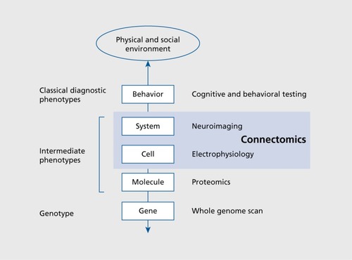 Figure 7. The connectome as an example of an intermediate phenotype. This schematic diagram illustrates a hierarchy of brain phenotypes, ranging from molecular to behavioral scales. Variations along these scales are influences by genetic variation and environmental factors. Connectomics deals with patterns of structural connections and functional brain activity at the cellular and systems level. As such, connectomics focuses on levels where genetic and environmental factors converge. Modified from ref 165: Bullmore ET, Fletcher R Jones PB. Why psychiatry can't afford to be neurophobic. Br J Psychiatry. 2009; 194:293-295. Copyright (c) The Royal College of Psychiatrists 2009