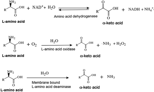 Figure 1. Mechanism of different enzymes catalyzing the amino acids to α-keto acids.