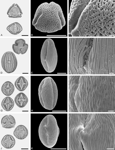 Figure 17. LM (A, D, G, J) and SEM (B, C, E, F, H, I, K, L) micrographs of dispersed fossil Rhamnaceae and Rosaceae pollen. A–C. Rhamnaceae gen. et spec. indet., close-up of area around colpus and mesocolpium. D–F. Prunus sp. 1, close-up of colpus membrane and area around colpus. G–L. Prunus sp. 2, close-ups of mesocolpium (I), and the sexine bridge arching over pori (L). Scale bars – 10 µm (A, B, D, E, G, H, J, K), 1 µm (C, F, I, L).