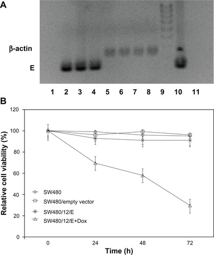 Figure 4 Growth arrest by E gene expression in SW480 cells. (A) RT-PCR detection of E gene expression in SW480 transfected cells (SW480/12/E) before and after Dox exposure. Amplified RT-PCR products of E and β-actin mRNA at different time periods were separated by 2% agarose gel electrophoresis and visualized with ethidium bromide. RT-PCR of gene E: Lane 1: SW480/12/E cells in the absence of Dox; lanes 2–4: SW480/12/E cells 24, 48, and 72 hours after Dox induction, respectively. RT-PCR of β-actin: Lane 5: SW480/12/E cells in absence of Dox; lanes 6–8: SW480/12/E cells 24, 48. and 72 hours after Dox induction, respectively. Lane 9: DNA ladder; lane 10: pTRE-E (positive control); lane 11: parental SW480 cells (negative control). (B) MTT assay of SW480/12/E cells induced with Dox showed a significantly higher rate of cell death than for SW480/12/E cells in the absence of Dox, parental cells and cells transfected with empty vector (P < 0.05). To calculate the %RCV (see Materials and methods) SW480 cells without transfect reagents were used as control. Data are represented as means ± SD of quadruplicate cultures.Abbreviations: Dox, doxorubicin; 5-FU, 5-fluorouracil; NPs, nanoparticles; PCL, poly(ε-caprolactone); %RCV, percentage of relative cell viability; SD, standard deviation.