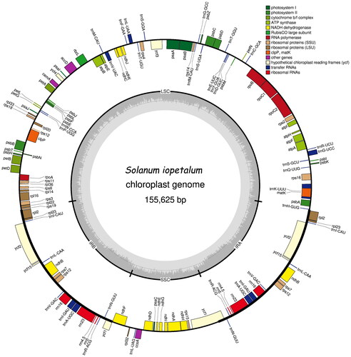 Figure 2. Gene map of the Solanum iopetalum chloroplast genome. Genes on the outside and inside of the map are transcribed in clockwise and counterclockwise directions, respectively.