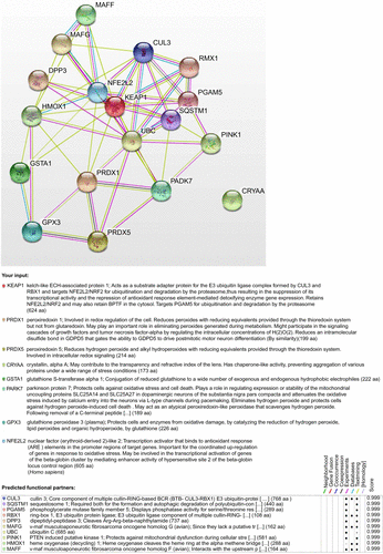 Figure S3 Protein–protein interaction networks analyzed by String V9.1 software.