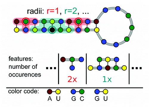 Figure 3. Features describing a secondary structure graph. Each graph is described by the set of all neighborhood subgraphs (indicated by shaded areas) up to a maximal radius r around a reference nucleotide (marked by a circle).