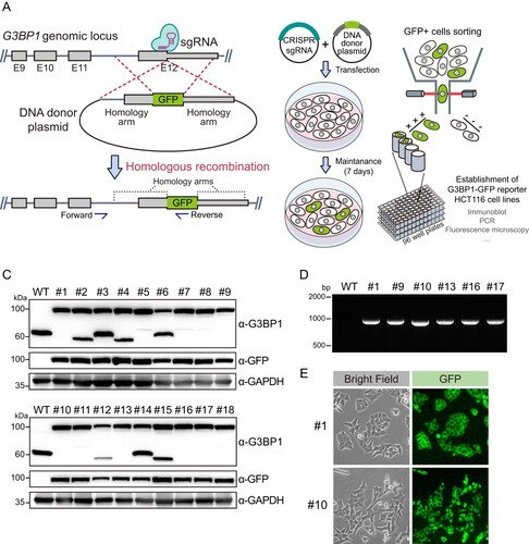 Figure 1. Establishment of HCT116 cells expressing G3BP1-GFP protein. (a) A model representing the process of CRISPR-Cas9-mediated GFP knock-in into the G3BP1 gene. The boxes and gray lines represent exonic and intronic regions of the G3BP1 gene, respectively, and the narrow box in exon 12 (E12) shows a 5′ untranslated region. Blue arrows indicate primer binding sites for PCR analysis. (b) Schematic showing procedure for establishing HCT116 cells expressing G3BP1-GFP. Cells showing GFP positive signal were sorted and seeded as one cell per well in culture plates. (c) Immunoblot analysis of G3BP1-GFP protein from each single cell clone. (d) PCR amplification of GFP knock-in G3BP1 gene. The genomic DNA of each single cell clone was subjected to PCR with primers indicated in (a). (e) Images showing the GFP signal in single clones captured by fluorescence microscopy.