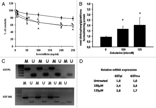 Figure 3. (A) Cytotoxicity induced by increasing concentrations of brostallicin treatment in LNCaP cells in the absence (●) or in the presence of 100 (■) or 125 μM (◻) of zebularine. Results are reported as the percentage of inhibition relative to controls and are the mean ± SD of at least six replicates. *p < 0.01 vs cells not pretreated with zebularine. (B) GST activity in LNCaP cells treated with different concentrations of zebularine. Results are the mean ±− SD of at three replicates. *p < 0.01 vs cells not pretreated with zebularine. (C) Methylation specific–PCR in the GSTP1 (upper panel) and GSTM1 (lower panel) gene performed in LNCaP cells treated with zebularine. Lane 1 MW marker; Lanes 2 and 3 control cells methylated (M) and unmethylated (U); Lanes 4 and 5 100 μM zebularine treated cells, methylated (M) and unmethylated (U); Lanes 6 and 7 125 μM zebularine treated cells, methylated (M) and unmethylated (U); Lanes 8 and 9 internal controls (blanks) (D) Real time RT PCR performed in LNCaP cells untreated or treated with 100 or 125 mM zebularine. The table reports the expression ratio between treated and control cells (arbitrarily set to 1). The values haves been normalized for cyclophillin used as internal control.