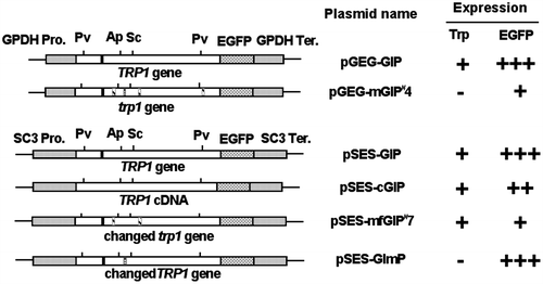 Fig. 5. Six constructs of the S. commune TRP1 or trp1 genes/cDNA flanked with the GPDH or SC3 promoter and terminator.