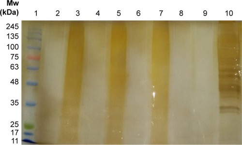 Figure 3 SDS–PAGE analysis of gelatinous Chinese medicines and their digests (1.0 mm, 5% stacking gel, 10% resolving gel, silver staining).Notes: Lane 1: ladder. Lane 2: collagenase after incubation. Lane 3: ACC. Lane 4: ACC after in-solution digestion by collagenase. Lane 5: CCC. Lane 6: CCC after in solution digestion by collagenase. Lane 7: TCPC. Lane 8: TCPC after in solution digestion by collagenase. Lane 9: gelatin after in solution digestion by collagenase. Lane 10: gelatin.Abbreviations: ACC, Asini Corii Colla; CCC, Cervi Cornus Colla; Mw, molecular weight; SDS–PAGE, sodium dodecyl sulfate polyacrylamide gel electrophoresis; TCPC, Testudinis Carapacis ET Plastri Colla.