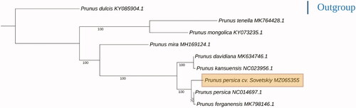 Figure 1. Phylogenic maximum-likelihood tree based on Prunus chloroplast genomes.