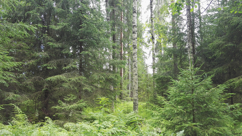 Figure 3. Boreal forest stand, where continuous cover forestry is carried out. Trees are of different species (Picea abies (L.) Karst., Betula pendula Roth. and Pinus sylvestris L.), sizes and ages, and at harvesting operations only a part of the trees are removed. Photo: L. Finér.