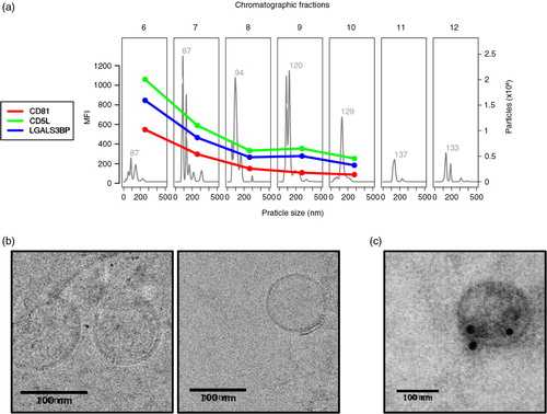 Fig. 6.  CD5L and LGALS3BP have similar elution profiles to the exosome marker CD81. Plasma from “Donor 1” was submitted to size-exclusion chromatography and fractions 6–12 were analysed by NTA, flow cytometry and transmission electron microscopy (TEM). (a) NTA was performed on a NanoSight LM10 (software version 3.0). For flow cytometry, samples were coupled to 4 µm beads and incubated with primary antibodies against CD81 (1:10), CD5L (1:100) or LGALS3BP (1:1,000). The secondary antibody was conjugated to Alexa 488 was used at a 1:1,000 dilution. MFI: mean fluorescence intensity. (b) Fraction 6 from size-exclusion chromatography was submitted to cryo-EM and (c) immunostained with anti-CD5L antibodies conjugated to gold spheres of 20 nm.