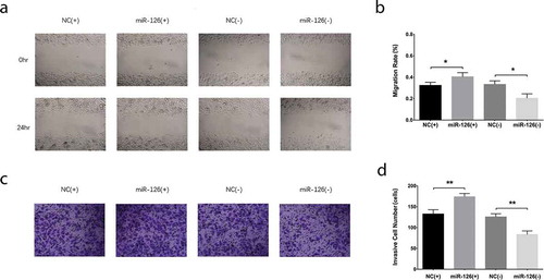 Figure 1. Effect of miR-126 on BMSCs proliferation and apoptosis. After transfections, the miR-126 expression (a), cell proliferation (b) and cell apoptosis (c, d) in each group of BMSCs. Each experiment was conducted in triplicate. Comparison between two groups was determined by unpaired t-test. P value <0.05 was considered statistically significant. *P < 0.05, ***P < 0.001. MiR-126, microRNA-126; BMSCs, bone marrow-derived mesenchymal stem cells