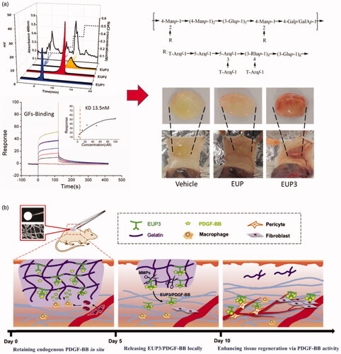 Figure 6. (a) a polysaccharide (EUP3) derived from Eucommia ulmoides was characterized, and showed potent capacity for binding with PDGF-BB. The in vivo experiment indicated that EUP3 could significantly promote vessel formation via sequestering PDGF-BB, compared with other groups. (b) Schematic illustration of the mechanisms of the designed ECM-mimetic sponge (EGS) for wound healing (Li et al., Citation2017).