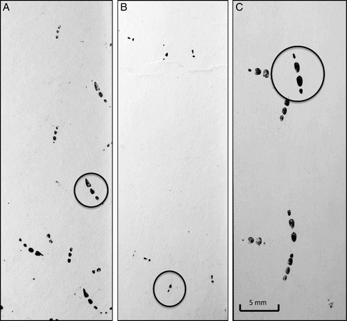 Figure 1. Examples of wētā metatarsal footprints recorded from captive wētā: A, Tallitropsis sedilloti, B, Pleioplectron sp., C, Hemiandrus sp. The metatarsal prints are circled, showing the key differences between the species: Pleioplectron sp. only track two of the metatarsal pads, while T. sedilloti and Hemiandrus sp. lagging metatarsal pads are shaped differently (triangular for T. sedilloti and oval for Hemiandrus sp.).