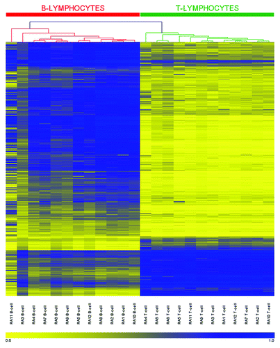 Figure 2. DNA methylation heatmap for the 679 CpG methylation signature in RA derived T- and B-lymphocytes. CpGs presented in the heatmap were described in our previous work (22) and represent those sites which define a unique methylation signature distinguishing healthy T-lymphocytes from B-lymphocytes. Each row represents an individual CpG, ordered according to the clustering output in healthy individuals (22), and each column a different sample (listed beneath the heatmap). Color gradation from yellow to blue represents low to high DNA methylation respectively, with β-values ranging from 0 (no methylation; yellow) to 1 (complete methylation; blue). Intrinsic methylation differences previously observed between the cell types in healthy individuals are accurately preserved in RA patients.