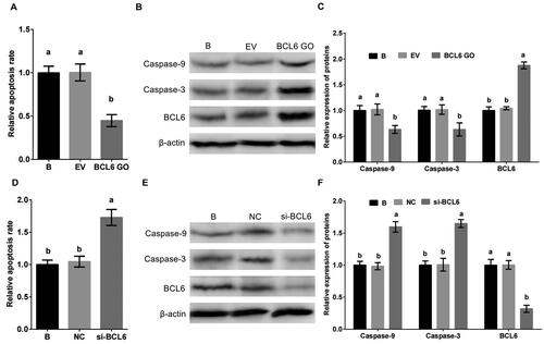 Figure 3. BCL6 negatively regulates apoptosis of MDBK cells. A: the apoptosis rate of MDBK cells treated with BCL6 gene overexpression; B-C: the expression of Caspase-9 and Caspase-3 in MDBK cells treated with BCL6 gene overexpression. D: the apoptosis rate of MDBK cells treated with BCL6 gene silencing; E-F: the expression of Caspase-9 and Caspase-3 in MDBK cells treated with BCL6 gene silencing. In Fig. 3A and D, the apoptosis rate of MDBK cells with no transfected group (B) was set to ‘1’. in Fig. 3C and Citation3F, the expression of Caspase-9 and Caspase-3 of MDBK cells with no transfected group (B) was set to ‘1’. B: Cells were no transfected; EV: cells were transfected with empty vector. NC: cells were transfected with negative control siRNA. BCL6 GO: cells were transfected with BCL6 gene overexpression vector. si-BCL6: cells were transfected with BCL6 gene siRNA. In the bar charts, different superscript lowercase letters indicate significant differences (p < 0.05), while the same letters represent no significant difference (p > 0.05).