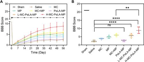 Figure 4 Facilitated recovery of the hind limb motor function by MC-PαLA-MP NPs. (A) Basso, Beattie, Bresnahan (BBB) scores of TSCI rats receiving the indicated treatments. (B) Final BBB scores at 8 weeks after injury. ****p < 0.0001; **p < 0.01.