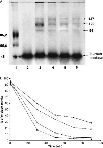 Figure 5.  Effect of 3 mM MgSO4 and 1 mM 2-PGA on modification of human muscle enolase by methylglyoxal. (A) SDS/PAGE pattern in 10% gel: lane (1) molecular mass protein standards: fructose-6-phosphate dehydrogenase 85.2 kDa, glutamate dehydrogenase 55.6 kDa, ovalbumin 45 kDa; lane (2) native enolase; lane (3) enolase glycated in the presence of 3 mM MgSO4; lane (4) enolase modified after addition of 3 mM MgSO4 with 1 mM 2-PGA; lane (5) enolase glycated in the presence of 1 mM 2-PGA; lane (6) modification of enolase without activator ions and glycolytic substrate. Arrows indicate an enolase advanced glycation end products and unmodified enzyme. (B) Rate of inactivation of enolase with methylglyoxal in the presence: black squares – of 3 mM MgSO4, white squares – of 1 mM 2-PGA, black circles – of 3 mM MgSO4 with 1 mM 2-PGA and white circles – without activator and glycolytic substrate.