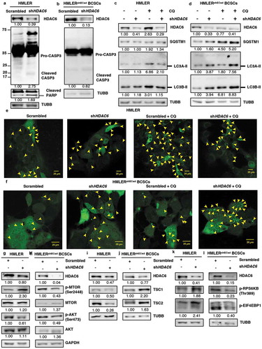 Figure 8. HDAC6 KD in HMLERshECad breast cancer stem cells (BCSCs) promotes autophagy by inhibition of p-MTOR via the tuberous sclerosis complex. (a) HMLER and (b) HMLERshECad HDAC6 KD cells were subjected to western blot analysis for Pro-CASP3 and cleaved CASP3. Numbers below the blots correspond to densitometry quantification of blots normalized to the loading control. (c) HMLER and (d) HMLERshECad cells with either scrambled control or shHDAC6 shRNA were treated with 18 µM chloroquine (CQ) and the levels of SQSTM1, and LC3-II were analyzed by WB analysis. (e) HMLER and (f) HMLERshECad HDAC6 KD cells were transfected with GFP-LC3-overexpressing plasmid and treated with chloroquine (CQ) and puncta formation was analyzed by confocal microscopy. Arrowheads indicate examples of GFP-LC3 puncta. (g) HMLER and (h) HMLERshECad HDAC6 KD cells were subjected to analysis for p-MTOR, MTOR, p-AKT and AKT. (i) HMLER and (j) HMLERshECad HDAC6 KD cells were subjected to analysis for TSC1 and TSC2. (k) HMLER and (l) HMLERshECad HDAC6 KD cells were subjected to analysis for p-RPS6KB and p-EIF4EBP1.