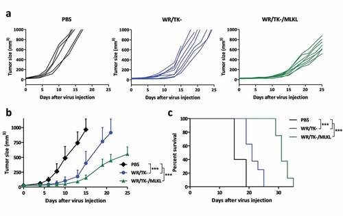 Figure 3. Intratumoral administration of MLKL-expressing vectors protects against primary tumor growth. C57BL/6 mice harboring subcutaneous B16 tumors were randomized and injected twice (days 0 and 4) with an intratumoral dose of 1 × 107 plaque-forming units (pfu) of indicated viruses. Injection of PBS was used as a control. Tumor volume of individual animals (a), mean of treatments (b), and overall survival (c) are plotted for 5–8 mice/group +SD. *, p < .05; **, p < .01; ***, p < .001.