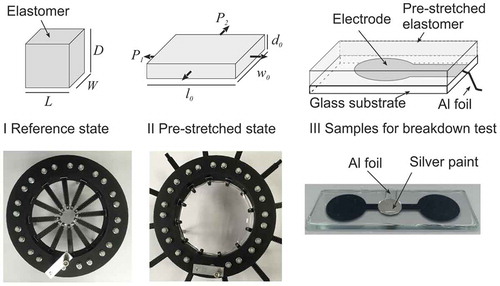 Figure 4. Preparation of the samples: the dielectric elastomer film (I) is first radially pre-strained by 300% using a stretching apparatus (II) and then attached to a glass substrate with an evaporated aluminum electrode (III). An aluminum foil was used to connect the planar electrode to the high-voltage lead and a silver conductive paint was applied to ensure the electrical contact between the aluminum foil and the electrode. Note that in the picture the evaporated Al electrodes (which coat the top surface of the glass substrate) are two in number (so as to test two regions of the same elastomer sample), and they appear black because of an optical effect.