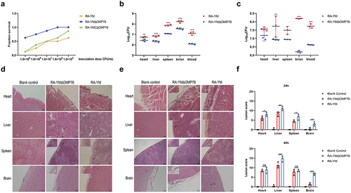 Figure 7. Determination of blood and tissue load of ducklings infected with R. anatipestifer RA-YM or R. anatipestifer RA-YMΔOMP76. (a) Mortality of ducklings infected with R. anatipestifer RA-YM, R. anatipestifer RA-YMΔOMP76, and R. anatipestifer RA-YMCΔOMP76. (b) Bacterial load in the heart, liver, spleen, and brain of Cherry Valley ducks infected with the RA-YM or RA-YMΔOMP76 strains for 24 h. (c) Bacterial load in the heart, liver, spleen, and brain of Cherry Valley ducks infected with the RA-YM or RA-YMΔOMP76 strains for 48 h. Two-way ANOVA was used to assess differences in bacterial numbers in different tissues. *P≤0.05; **P≤0.01; ***P≤0.001. (d) Histopathological analysis of ducklings infected with the RA-YM or RA-YMΔOMP76 strains for 24 h. (e) Histopathological analysis of ducklings infected with the RA-YM or RA-YMΔOMP76 strains for 48 h. (f) Lesion score of the heart, liver, spleen, and brain of Cherry Valley ducks infected with the RA-YM or RA-YMΔOMP76 strains for 24h and 48 h. Two-way ANOVA was used to assess differences in lesion score in different tissues. *P≤0.05; **P≤0.01; ***P≤0.001. The nature of data points belongs to biological repetition.