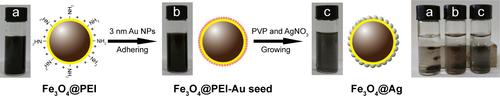 Figure S1 The detailed Fe3O4@Ag MNPs synthesis procedure.Note: The insets show the magnetic separation behaviors of (a) Fe3O4, (b) Fe3O4@PEI-Au seed, and (c) Fe3O4@Ag MNPs in the solution.Abbreviations: MNPs, magnetic nanoparticles; PEI, polyethyleneimine; PVP, polyvinylpyrrolidone.