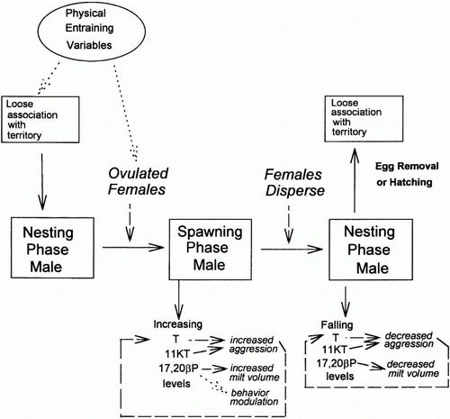 Figure 2  A model summarising the interaction of social factors, behaviour and endocrine condition in territorial male demoiselles Chromis dispilus. T, testosterone; 11KT, 11-ketotestosterone; 17,20βP, 17,20β-dihydroxy-4-pregnen-3-one. Reproduced with the kind permission of Allen Press from Pankhurst Citation1995.