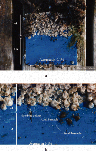 Figure 3. (a). Effect of ivermectin on the settlement and growth of barnacles. The –A side of the panel was painted a with rosin-based paint (Mark5®). The +A side was painted with the same paint containing 0.1% (w/v) ivermectin. The panel had been in water for three summer months. (b). Magnified area of the panel shown in (a). On the –A side, the blue colour on the barnacle shells is visible due to penetration of the paint. On the +A side, barnacles that have not grown were still present after three summer months (labelled small barnacle).
