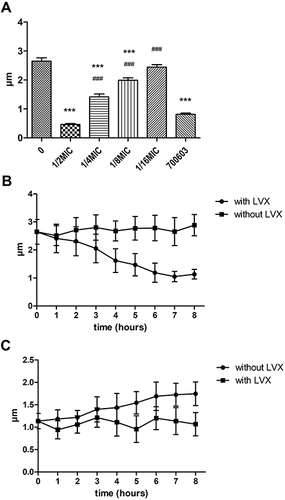 Figure 3 (A) Under the sub-inhibitory concentration of LVX overnight, the capsule thickness was measured after ink staining. The higher the concentration of LVX, the thinner the capsule. ***p < 0.001 (compared to 0 group), ###p < 0.001 (compared to 700603). (B) Bacterial capsule thickness measured with or without LVX over time. (C) Bacterial capsule thickness measured after removal or persistence of LVX over time.