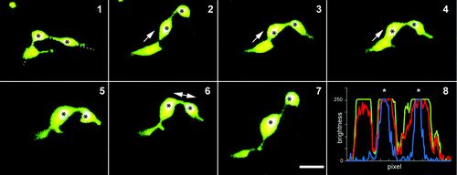 Figure 2. Non-green plastids like etioplasts and leucoplasts lack large rigid internal structures and this allows their shape to be more flexible than mesophyll chloroplasts. The morphological flexibility and the formation of a constricted isthmus in late stages of plastid division frequently gives the impression of two or more plastids being connected by stromules. Because most of these plastids are missing grana organization, the identification of the main plastid body in pleomorphic tubules is difficult. Seven frames (1–7) from a 5 min time series depicting a plastid in a mature A. thaliana root epidermal cell show plastid pleomorphy. At the beginning (1), three bulbous regions are connected by tubules, suggesting plastids interconnected by stromules. However the chlorophyll signal, which can be detected in plastids in mature roots of in vitro, light grown plants, is observed in only two of the plastid shaped bulbous regions (marked by '*'). The RGB-intensity plot (see Citation8; blue line denotes chlorophyll fluorescence) confirms the observation of two plastids only in the group of bulbous dilations. During the time lapse series the dilation without chlorophyll signal fused with one of the chlorophyll signal-containing bulbs (2–4), indicating that both bulbs were indeed parts of the same plastid. (8) The RGB-intensity plots along the dotted line in (1) illustrate the even distribution of photoconverted red and non-photoconverted green mEosFP (visible in the merged images 1–7 as yellowish color) and clearly proves the presence or absence of chlorophyll in the bulbs (overlay of blue chlorophyll signals with green and red result in white sectors ‘*’). Prominent movements of bulbs are indicated by arrows. Size bar = 5µm.