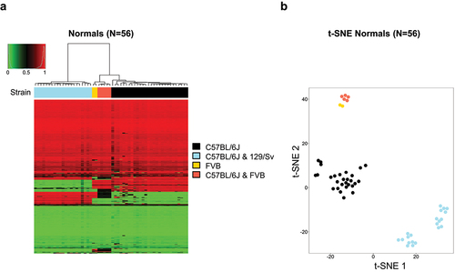 Figure 4. Mouse strains according to the genotyping probes of the DNA methylation microarray. (a) Unsupervised hierarchical clustering and heatmap for 56 normal primary samples from four different mouse strains according to the SNP sites included in the microarray. Mouse strain is shown in different colours as described in the figure legends. (b) SNP genotyping among the mouse strains is displayed as t-distributed stochastic neighbour embedding (t-SNE) of Beta values.