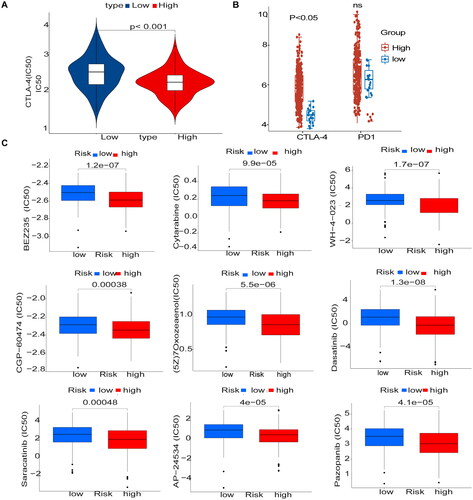 Figure 8. Immunosuppressant treatment response and potentially sensitive drugs (A) IC50 values for anti-CTLA-4 were smaller in the high-risk group, and patients in the high-risk group may be suitable for anti-CTLA-4 therapy (B) The high and low-risk score groups responded to anti-PD-1/PD-L1 and anti-CTLA-4 therapy. (C) Box plot showing differential expression of IC50 for 9 drugs in high and low-risk groups.