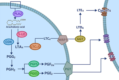 Figure 1 The main mechanism of PD. Arachidonic acid is metabolized through the cyclooxygenase (COX) and 5-lipoxygenase (5-LO) pathway to produce prostaglandins and Leukotriene (LT) A4 respectively, and is transported out of cells through corresponding transporters (prostaglandin transporters (PGT), multidrug resistance related proteins (MRP1)). After extracellular metabolism, PGF2α, PGE2 and LTE4 act on the corresponding cell receptors (the G prote– coupled receptor (EP, FP), cysteinyl leukotriene receptors (Cys-LTs)), causing potent vasoconstriction and myometrial contractions, and leading to ischemia and pain.Citation6–8