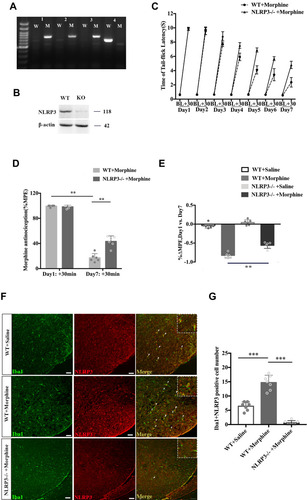 Figure 2 Depletion of NLRP3 prevented the development of tolerance induced by chronic morphine treatment and suppressed the activation of microglia. (A) NLRP3 genotyping. (B) Western blot showing NLRP3 expression in the spinal cord in littermate controls and NLRP3 KO mice. (C) The withdrawal latencies of NLRP3 KO and wild-type (WT) mice before and 30 min after morphine treatment. (D) The %MPE of WT and KO mice treated with morphine on days 1 and 7. Columns and errors are presented as mean ± SEM; n = 6, **p<0.01. (E) The %ΔMPE of WT and KO mice treated with saline or morphine from days 1 to 7. **p < 0.01. (F and G) NLRP3 (red) colocalization with Iba1 (green) in the dorsal horn of the spinal cord of littermate controls and NLRP3 KO mice treated with saline or morphine. Scale bar = 50 μm. Columns and errors are presented as mean ± SEM; n = 7, ***p < 0.001.