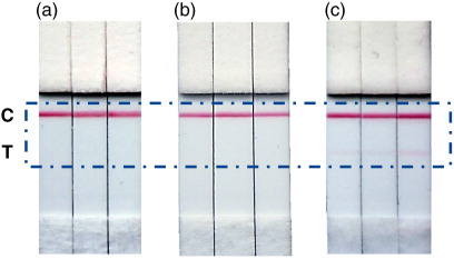Fig. 5.  Photograph of the test strips of LFIA for melanoma cell culture supernatant and plasma exosomes using anti-CD81 as capture antibody and AuNP–anti-CD9 as detection probe. (a) Blank: running buffer. (b) Photograph of the strip after adding 20 µg of Ma-Mel-86c exosomes. (c) Photograph of the strip corresponding to 5 µg of plasma exosomes (HBM).