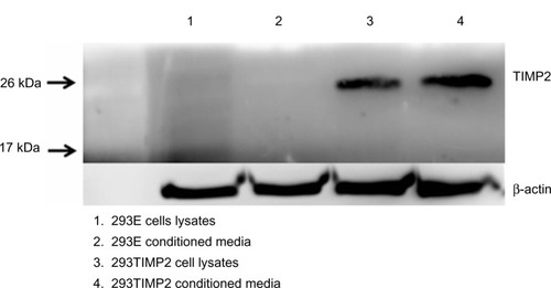 Figure 1 Western blot analysis of TIMP2 expression on 293T cells.Abbreviation: TIMP2, tissue inhibitor of metalloproteinase-2.
