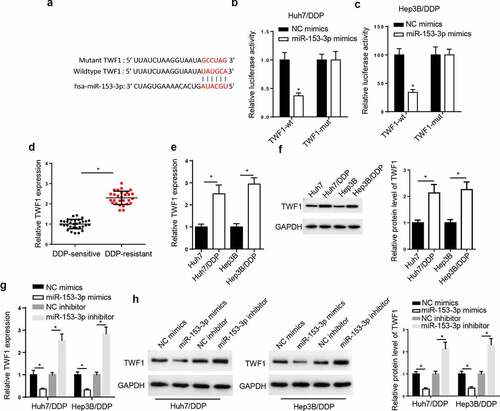 Figure 5. TWF1 is a target of miR-153-3p. (a) StarBase database was used to predict the binding site between TWF1 and miR-153-3p. Dual luciferase reporter assay was used to determine the relative luciferase activity of TWF1-WT or TWF1-Mut in (b) Huh7/DDP and (c) Hep3B/DDP cells co-transfected with NC mimic or miR-153-3p mimic. (d) RT-qPCR was used to analyze relative TWF1 expression in DDP-resistant HCC tissues (n = 32) and DDP-sensitive HCC tissues (n = 28). (e) RT-qPCR and (f) western blotting were used to determine the relative mRNA and protein expression of TWF1, respectively, in Huh7/DDP and Hep3B/DDP cells. (g) RT-qPCR and (h) western blotting were used to determine the relative mRNA and protein expression of TWF1 in Huh7/DDP and Hep3B/DDP cells transfected with NC mimic, miR-153-3p mimic, NC inhibitor and miR-153-3p inhibitor. *P < 0.05