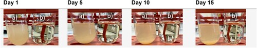 Figure 5. Photographs depicting the results of a sedimentation test on a BF mixed with 3 wt.% YB, conducted over a period of 15 days. The test tube on the left (labeled as ‘a’) contains the BF with a 3 wt.% YB mixture, while the test tube on the right (b) contains only the BF for comparison