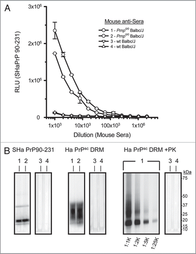 Figure 7 Detection of SH aPrP (90-231) by ELISA with antisera from prion immunized Prnp0/0/Balbc/J, but not wt Balbc/J mice. Antisera from Prnp0/0/Balbc/J mice detected SH aPrP (90-321) at dilutions >1:30 K by direct binding ELISA; whereas antisera from immunized wt Balbc/J mice failed to detect SH aPrP (90-231) at any dilution (A). Antisera from prion immunized Prnp0/0/Balbc/J, but not wt mice, detected SH aPrP (90-231), Syrian hamster brain PrPC (Ha PrPSc DRM; no PK) and PrPSc (Ha PrPSc DRM; +PK) by Western blot (B). Detection of PK-resistant PrPSc was observed with antisera diluted >25 K from two representative Prnp0/0/Balbc/J (#1–2) and wt Balbc/J (#3–4) mice immunized with purified prion antigen. RLU = relative light units.