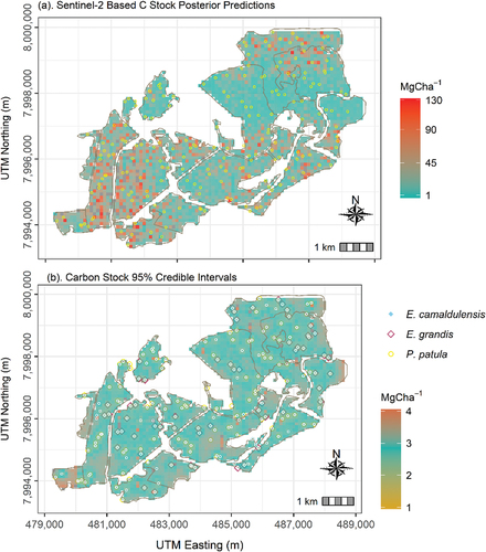 Figure 5. (a) Posterior mean and (b) standard deviation of the sentinel-2-based C stock model. The points in the figure represents C stock plot locations for the three different tree species.