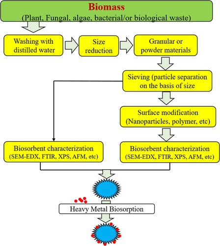 Figure 4. Preparation of biosorbent from biomasses.
